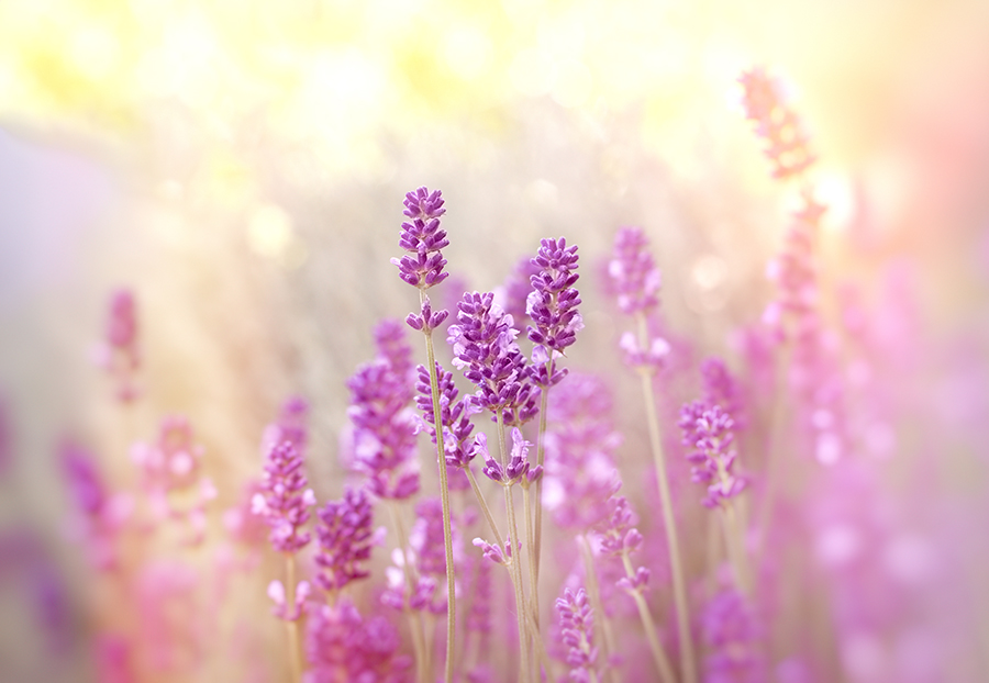 Soft focus on lavender flower, lavender flowers lit by sunlight
