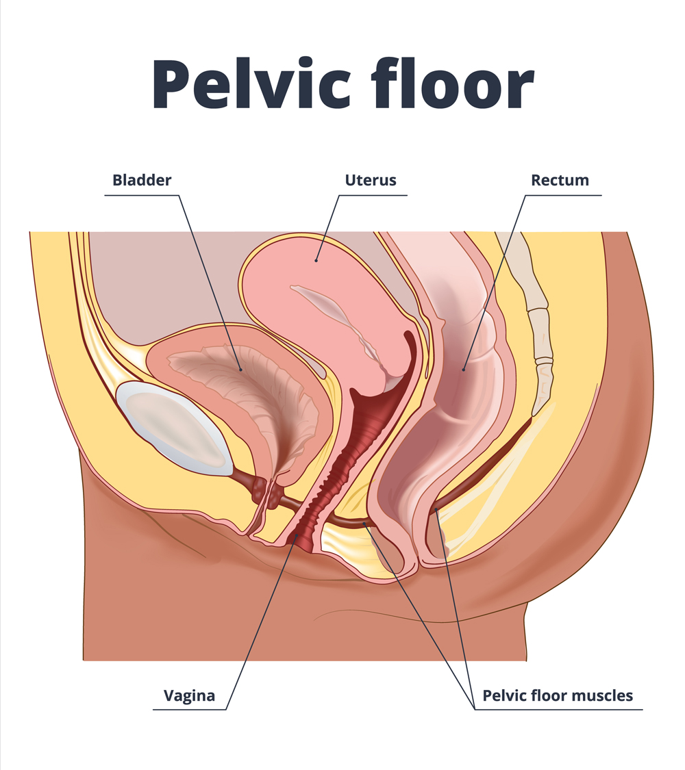 Drawing to show the pelvic floor