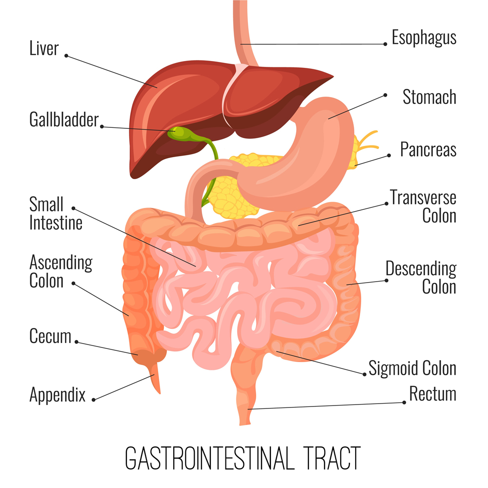 Gastrointestinal tract. Human intestine and stomach organ. Medical illustration Gastrointestinal tract. Human intestine and stomach organ. Medical illustration