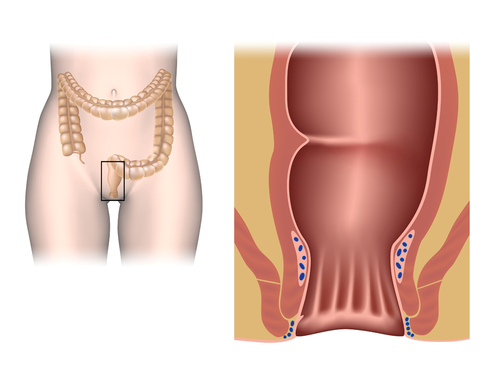 The anal canal illustration
